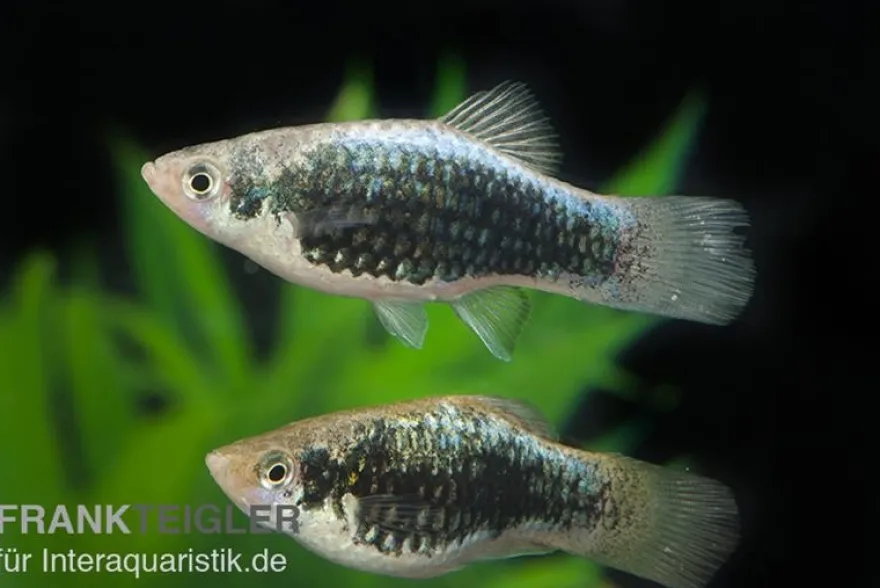 Metallicplaty, Xiphophorus maculatus