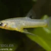 Metallkärpfling, Girardinus metallicus