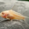 Metallpanzerwels albino, Corydoras aeneus albino, DNZ