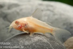 Metallpanzerwels albino, Corydoras aeneus albino, DNZ