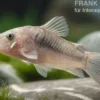 Metallpanzerwels, Corydoras aeneus, DNZ