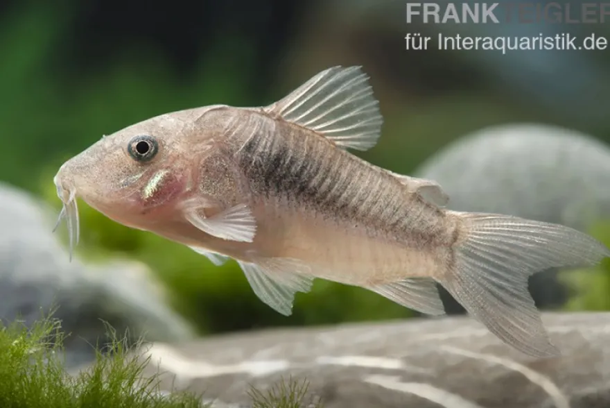 Metallpanzerwels, Corydoras aeneus, DNZ