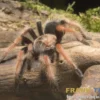 Mexikanische Feuerbein-Vogelspinne, Brachypelma boehmei