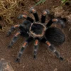 Mexikanische Flammenknie-Vogelspinne, Brachypelma auratum
