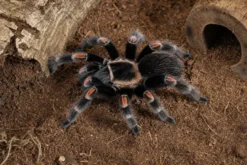 Mexikanische Flammenknie-Vogelspinne, Brachypelma auratum