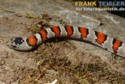Mexikanische Königsnatter, Lampropeltis mexicana