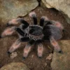 Mexikanische Orangebein-Vogelspinne, Brachypelma klaasi