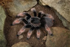 Mexikanische Orangebein-Vogelspinne, Brachypelma klaasi