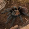 Mexikanische rosagraue Vogelspinne, Tliltocatl verdezi