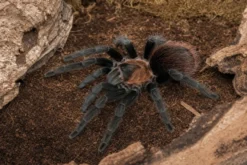 Mexikanische rosagraue Vogelspinne, Tliltocatl verdezi