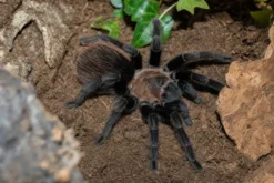 Mexikanische rosagraue Vogelspinne, Tliltocatl verdezi