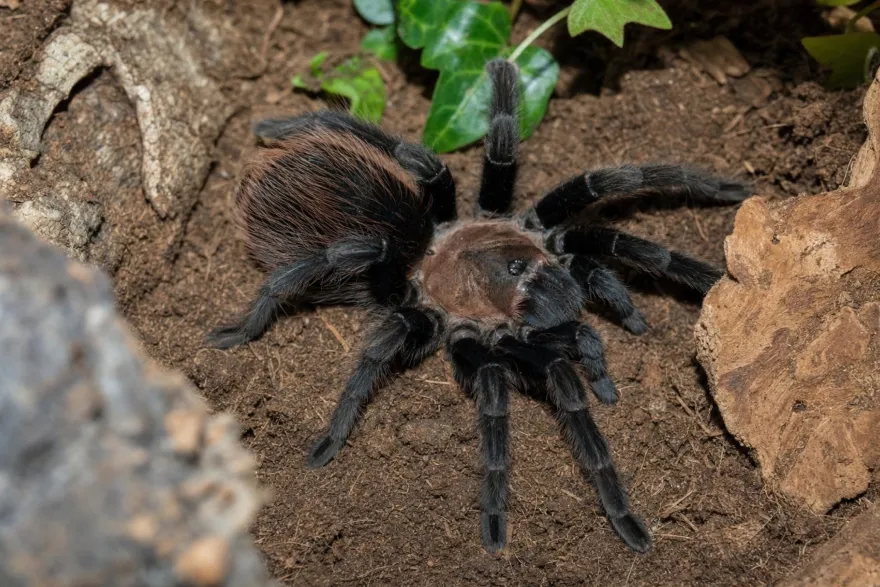 Mexikanische rosagraue Vogelspinne, Tliltocatl verdezi