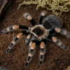 Mexikanische Rotknie-Vogelspinne, Brachypelma hamorii (ex smithi)