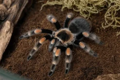 Mexikanische Rotknie-Vogelspinne, Brachypelma hamorii (ex smithi)