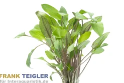 Möhlmanns Wasserkelch, Cryptocoryne moehlmannii, im Topf