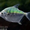 Mühlsteinsalmler, Myleus setiger