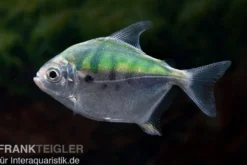 Mühlsteinsalmler, Myleus setiger