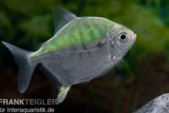 Mühlsteinsalmler, Myleus setiger