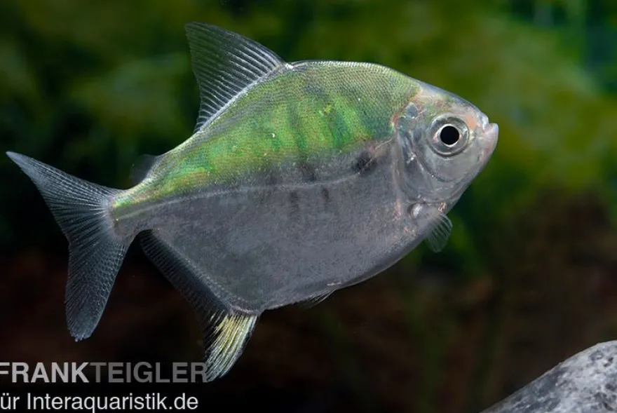 Mühlsteinsalmler, Myleus setiger