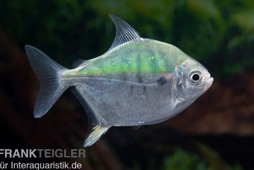 Mühlsteinsalmler, Myleus setiger