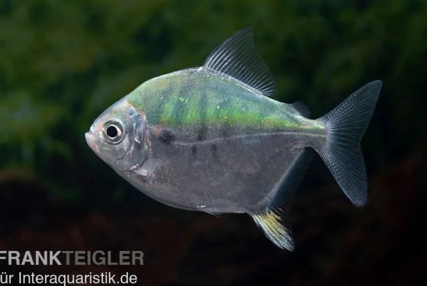 Mühlsteinsalmler, Myleus setiger
