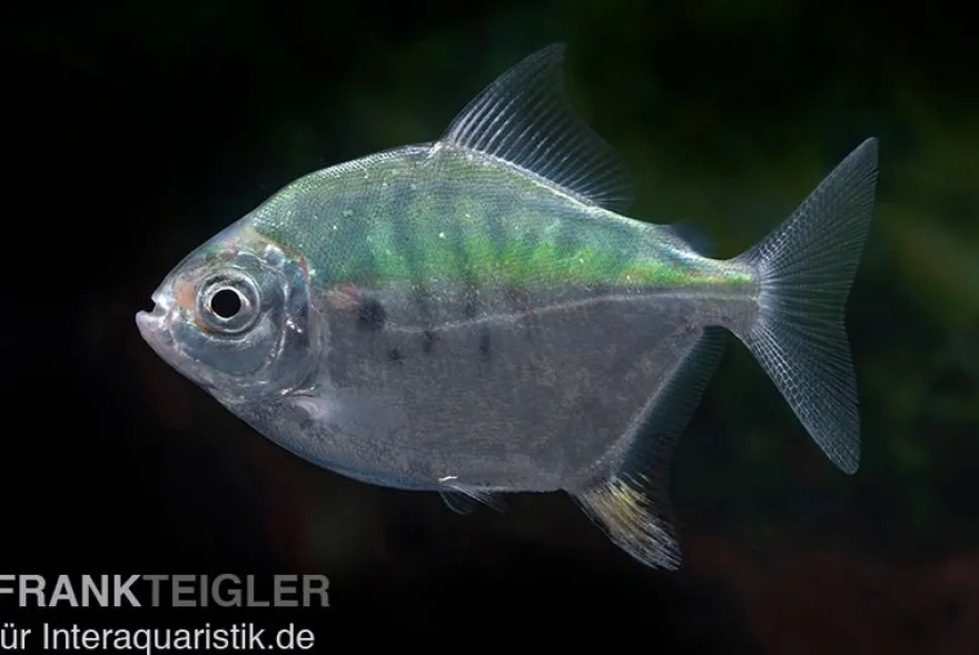 Mühlsteinsalmler, Myleus setiger
