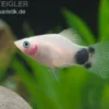 Mickey Mouse Platy weiß, Xiphophorus maculatus