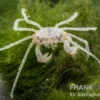 Microkrabbe, Limnopilos naiyanetri
