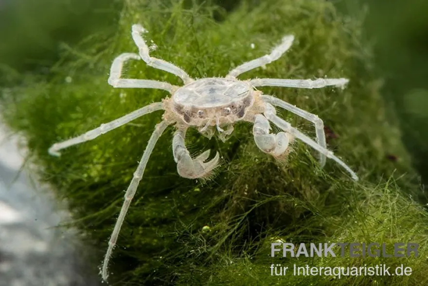 Microkrabbe, Limnopilos naiyanetri