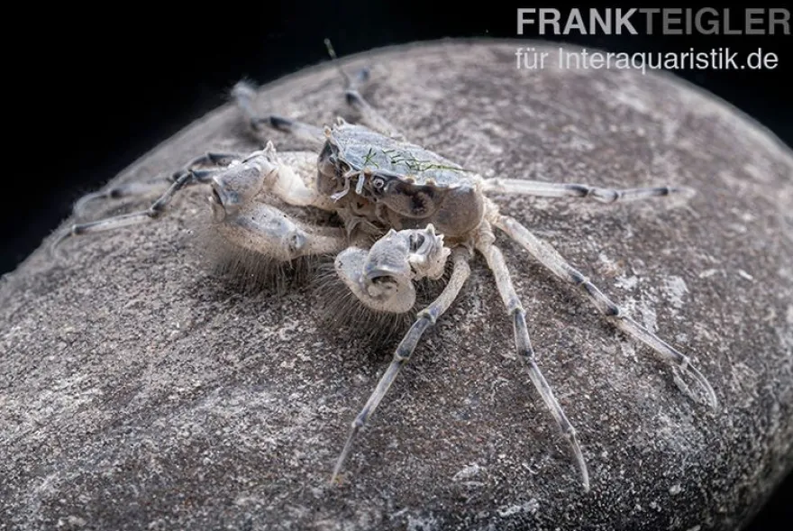 Microkrabbe, Limnopilos naiyanetri