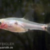 Microrasbora, Boraras micros (Minifisch)