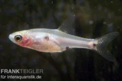 Microrasbora, Boraras micros (Minifisch)