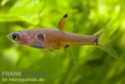 Microrasbora, Boraras micros (Minifisch)