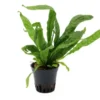 Microsorum "Green Gnome", Microsorum pteropus "Green Gnome"