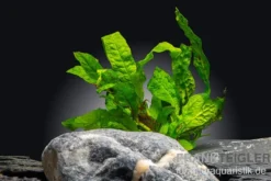 Microsorum 