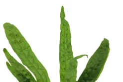 Microsorum 