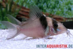 Miguelito-Panzerwels, Corydoras virginiae