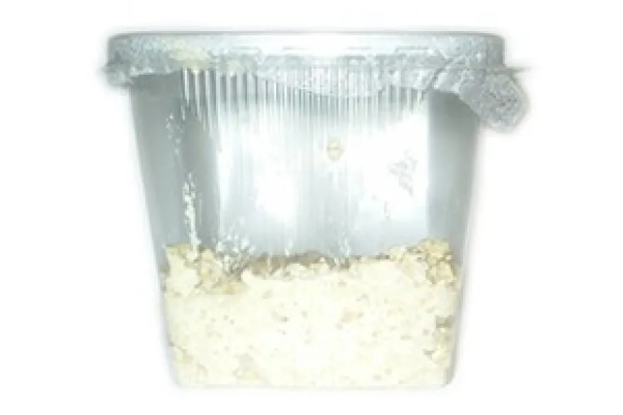 Mikrowürmer, Panagrellus redivivus, Zuchtansatz, 250 ml