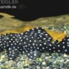 Milchstraßen-Rüsselzahnwels, Leporacanthicus galaxias L007/L29/L240 6-8 cm