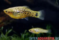 Miller-Platy, Xiphophorus milleri (Lake Catemaco-Platy)