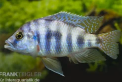 Milomo-Buntbarsch, Placidochromis milomo super VC10, DNZ