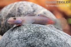 Mindanaoensis-Grundel, Lentipes mindanaoensis, 1 Paar