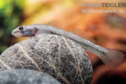 Mindanaoensis-Grundel, Lentipes mindanaoensis, 1 Paar