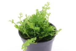 Mini-Bolbitis, Bolbitis heteroclita "difformis", im Topf (Ausgelistet)