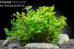 Mini-Bolbitis, Bolbitis heteroclita