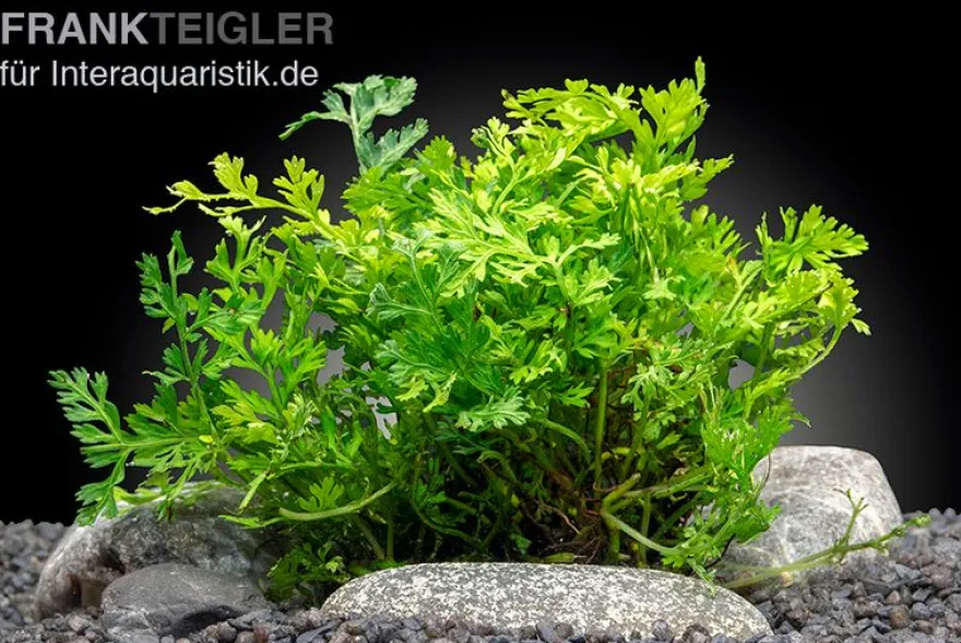 Mini-Bolbitis, Bolbitis heteroclita "difformis", im Topf (Ausgelistet)