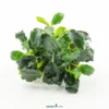 Mini-Kirin-Zwergspeerblatt, Anubias nana 'Mini Kirin', im Topf