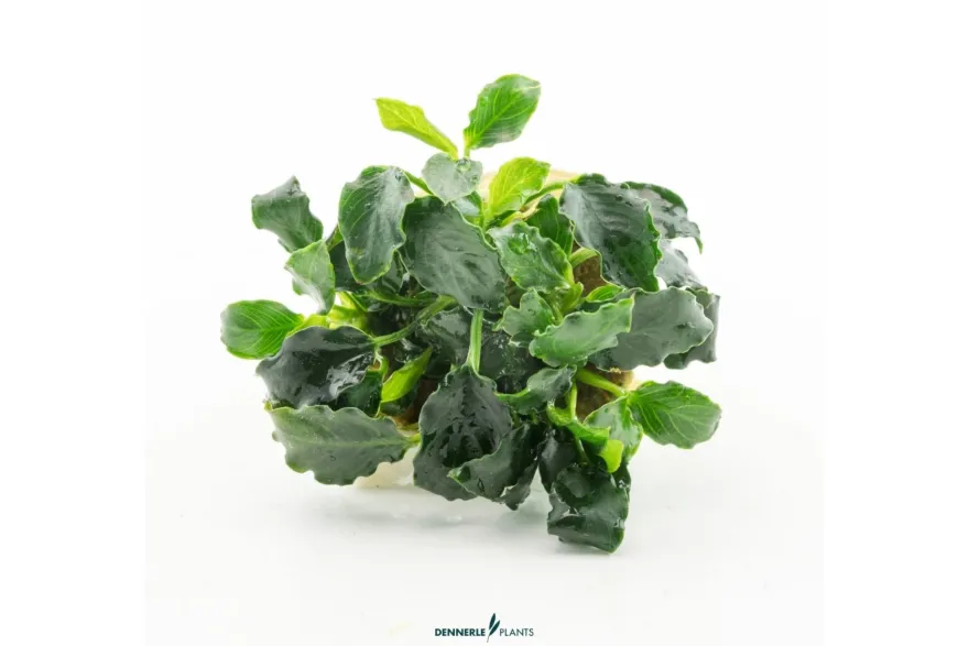 Mini-Kirin-Zwergspeerblatt, Anubias nana 'Mini Kirin', im Topf