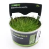 Mini-Nadelsimse, Eleocharis pusilla "Mini", In Vitro