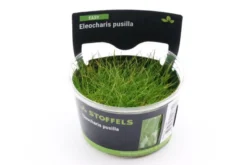 Mini-Nadelsimse, Eleocharis pusilla "Mini", In Vitro